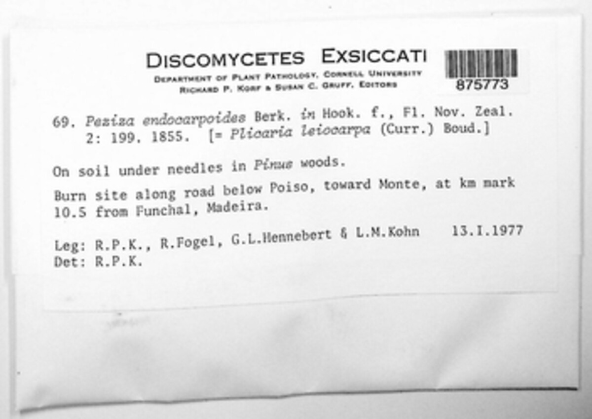 Plicaria endocarpoides image